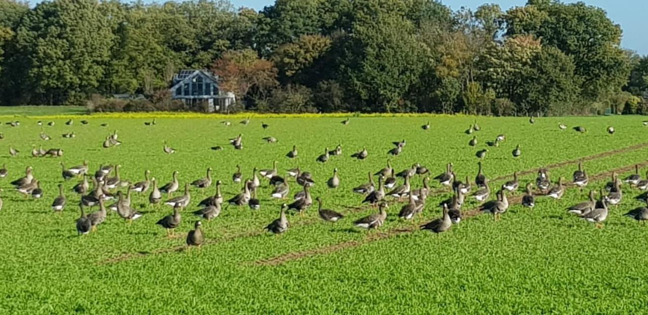 Ferienwohnung Niederrhein ヴェーゼル エクステリア 写真